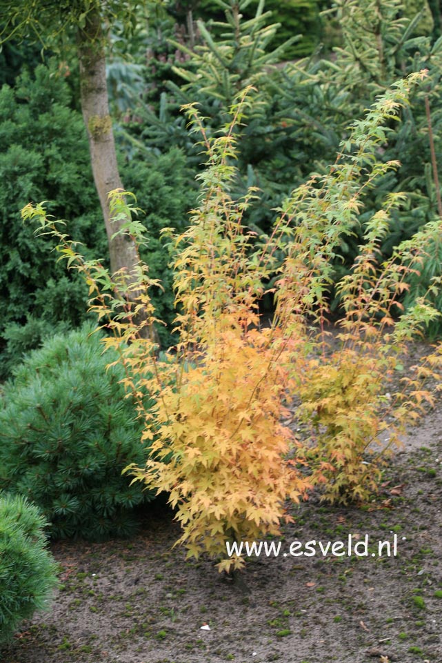 Acer palmatum 'Bi-hoo'