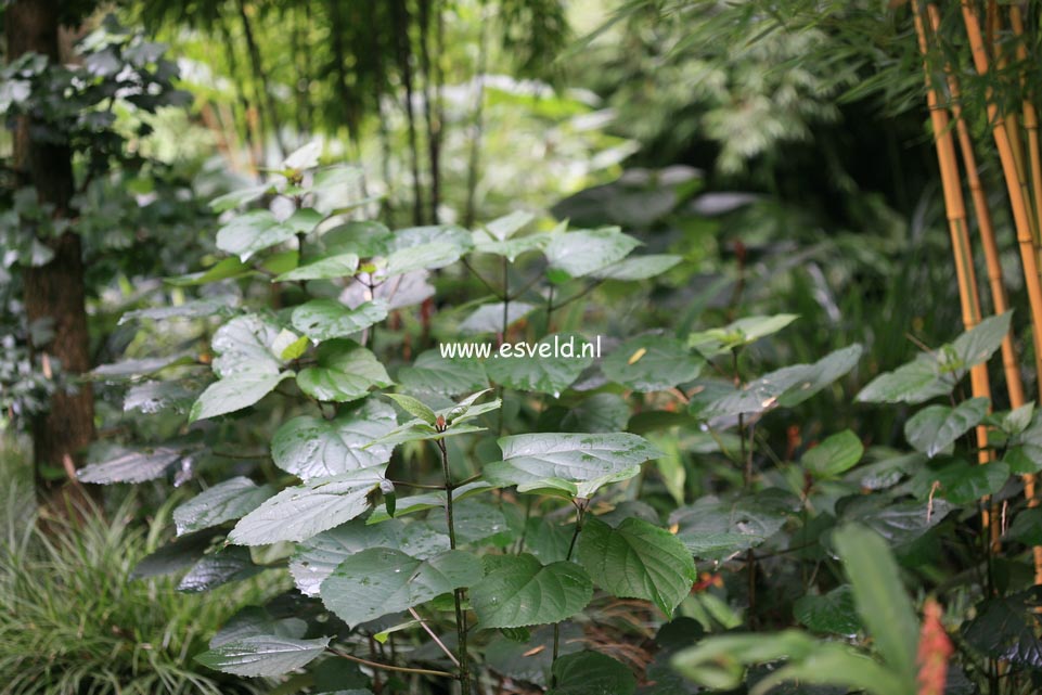 Clerodendrum bungei