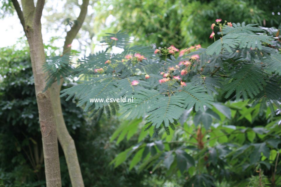 Albizia julibrissin 'Boubri' (OMBRELLA)