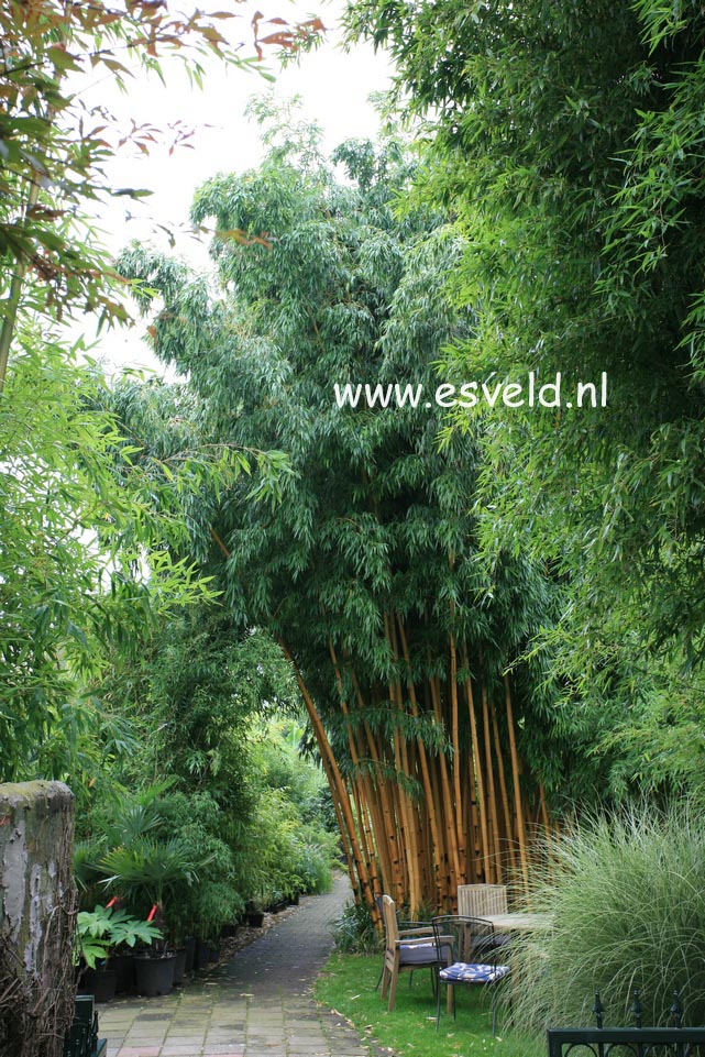 Phyllostachys vivax 'Aureocaulis'