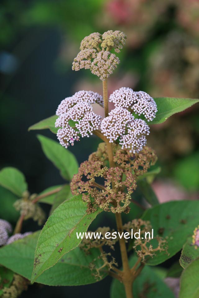 Callicarpa yunnanensis