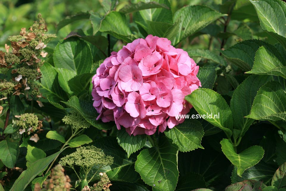 Hydrangea macrophylla 'Big Mama'