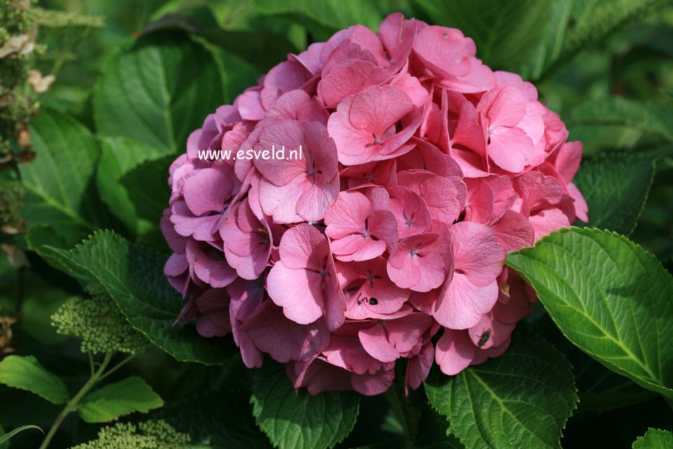 Hydrangea macrophylla 'Big Mama'