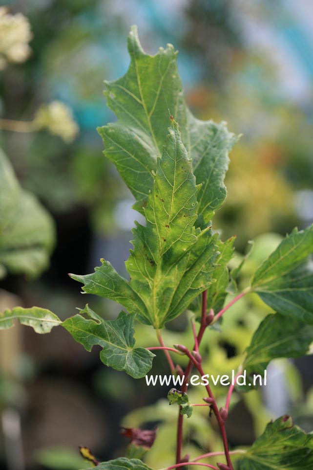 Tilia platyphyllos