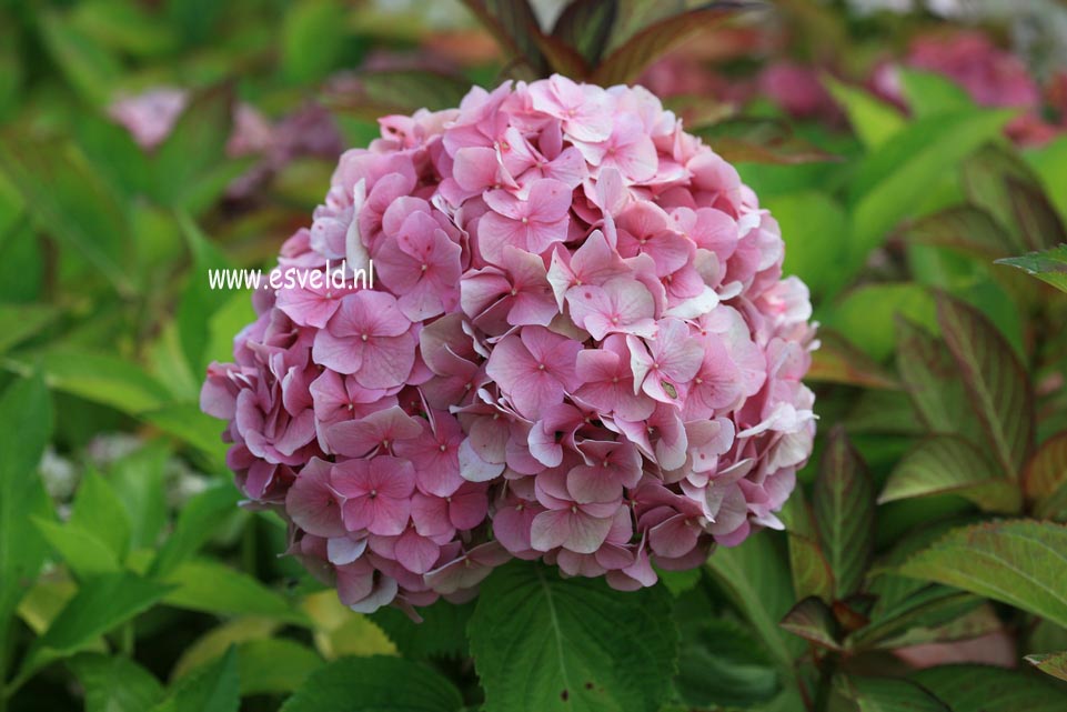 Hydrangea macrophylla 'Miss Hepburn'