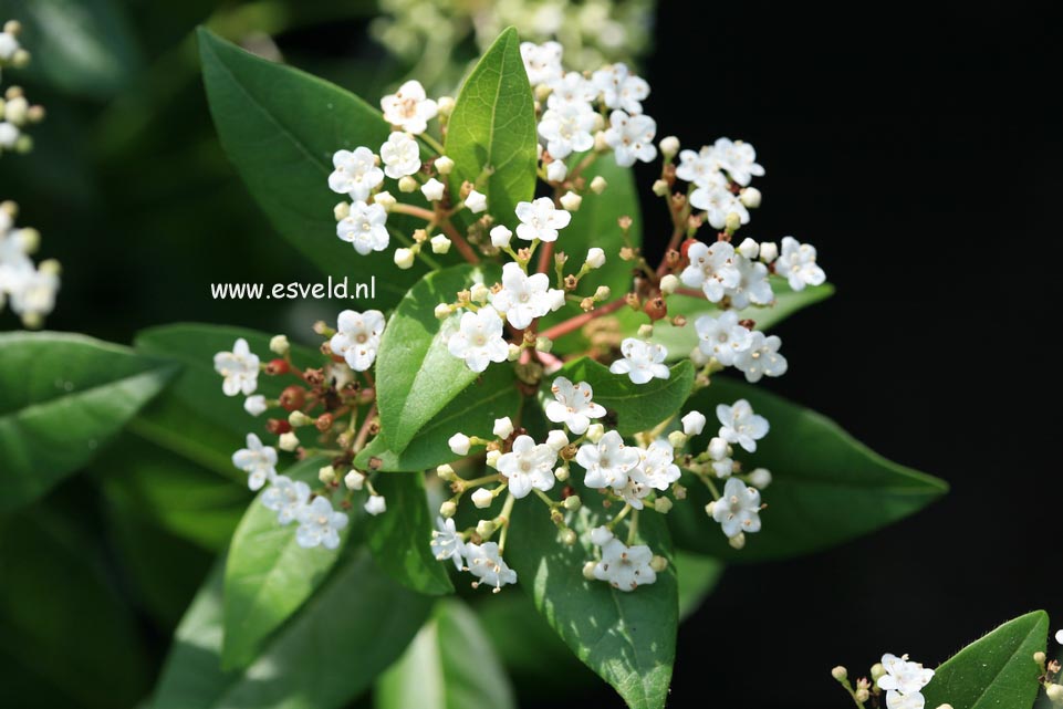 Viburnum tinus 'Anvi' (SPIRIT)