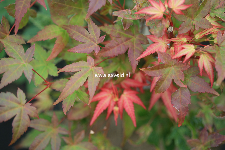 Acer palmatum 'Seigen Aureum'