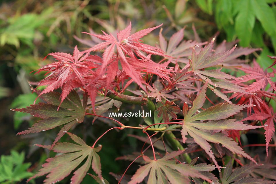 Acer palmatum 'Kuro kami yama'