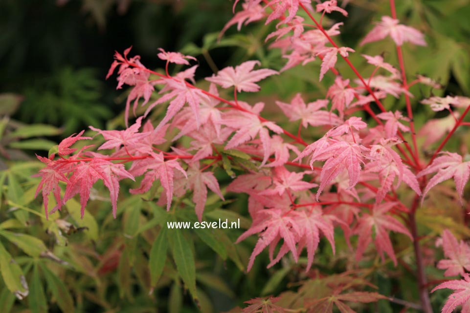 Acer palmatum 'Murasaki Shikibu'