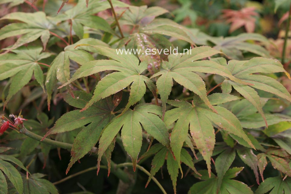 Acer palmatum 'Hinode nishiki'