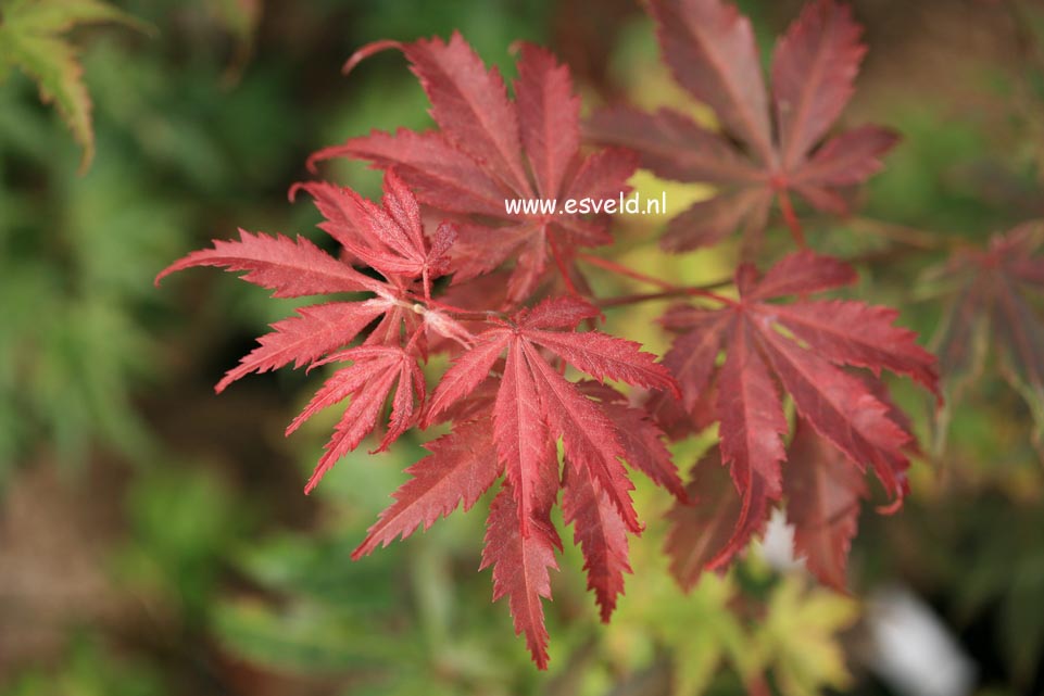 Acer palmatum 'Elmwood'