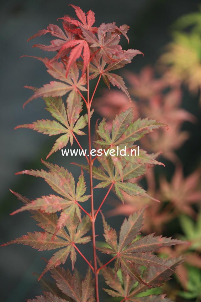 Acer palmatum 'Elmwood'