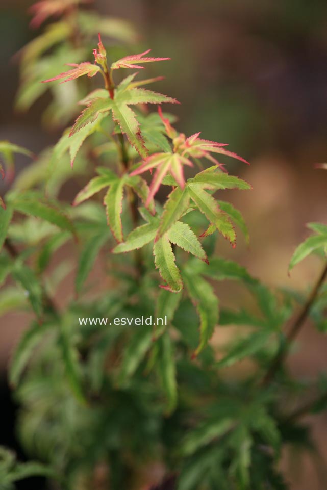 Acer palmatum 'Lima Gold'