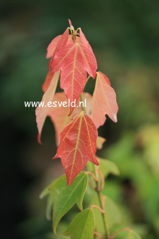 Acer buergerianum 'Nokoribo'