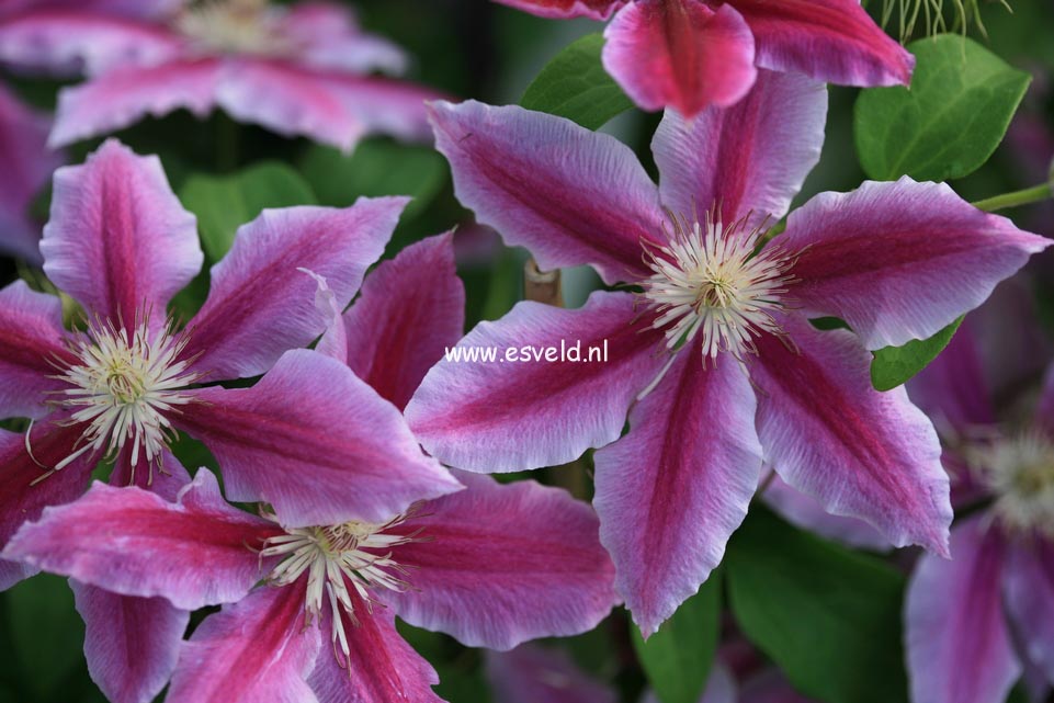 Clematis 'Doctor Ruppel'