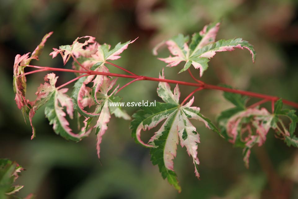 Acer palmatum 'Tsuru no mai'