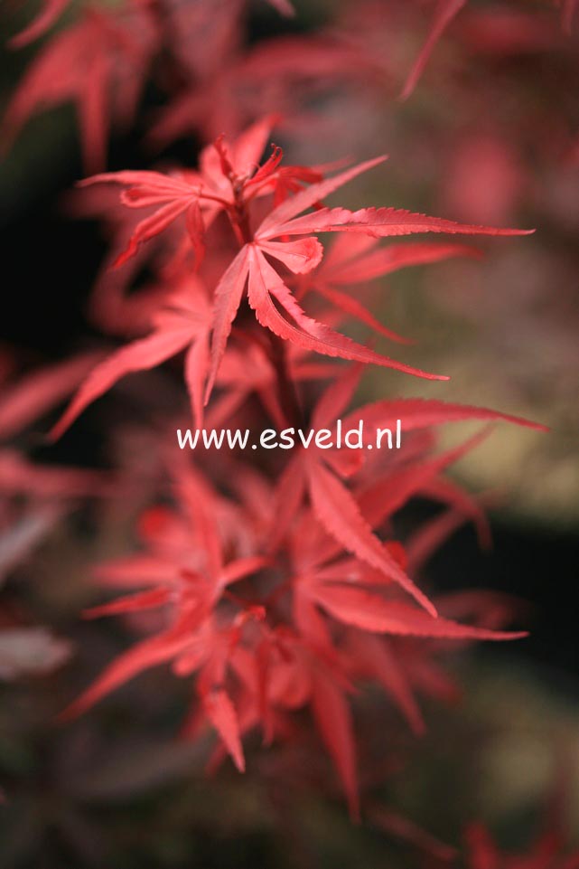 Acer palmatum 'Carlis Corner Broom'