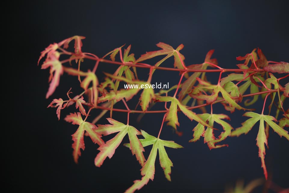 Acer palmatum 'Diana'