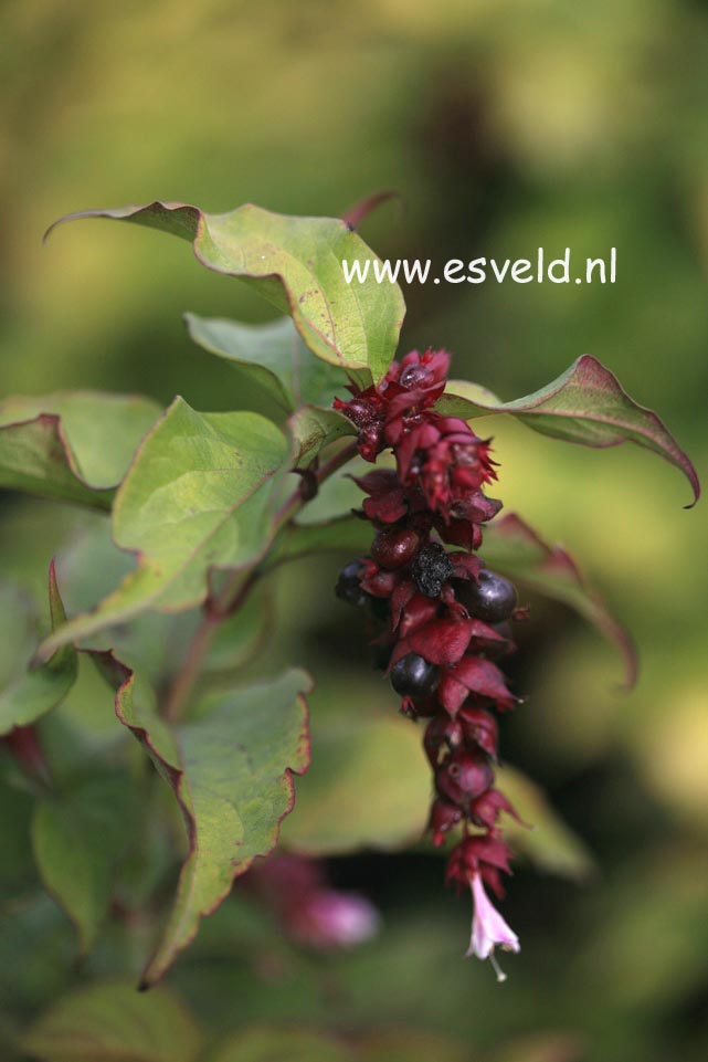 Leycesteria formosa 'Purple Rain'