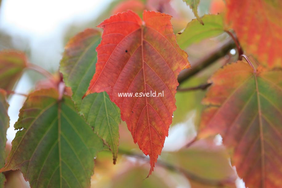 Acer pictum