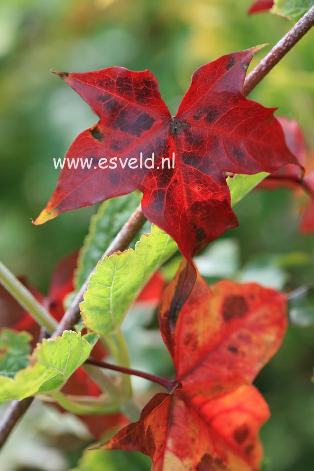 Acer pictum