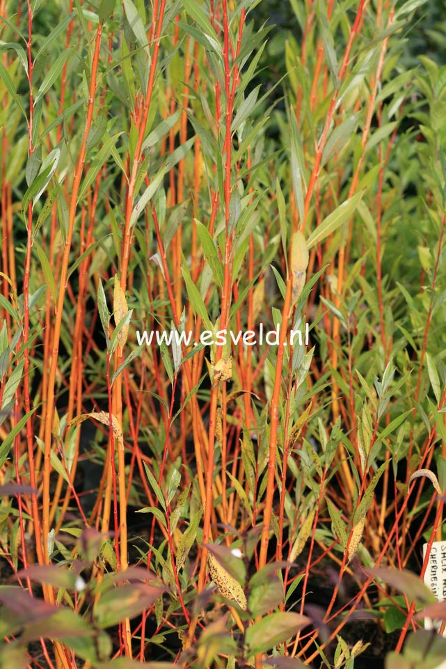 Salix alba 'Chermesina'