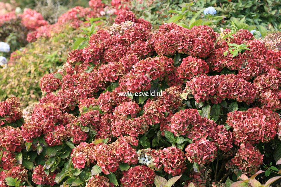 Hydrangea macrophylla 'Admiration'