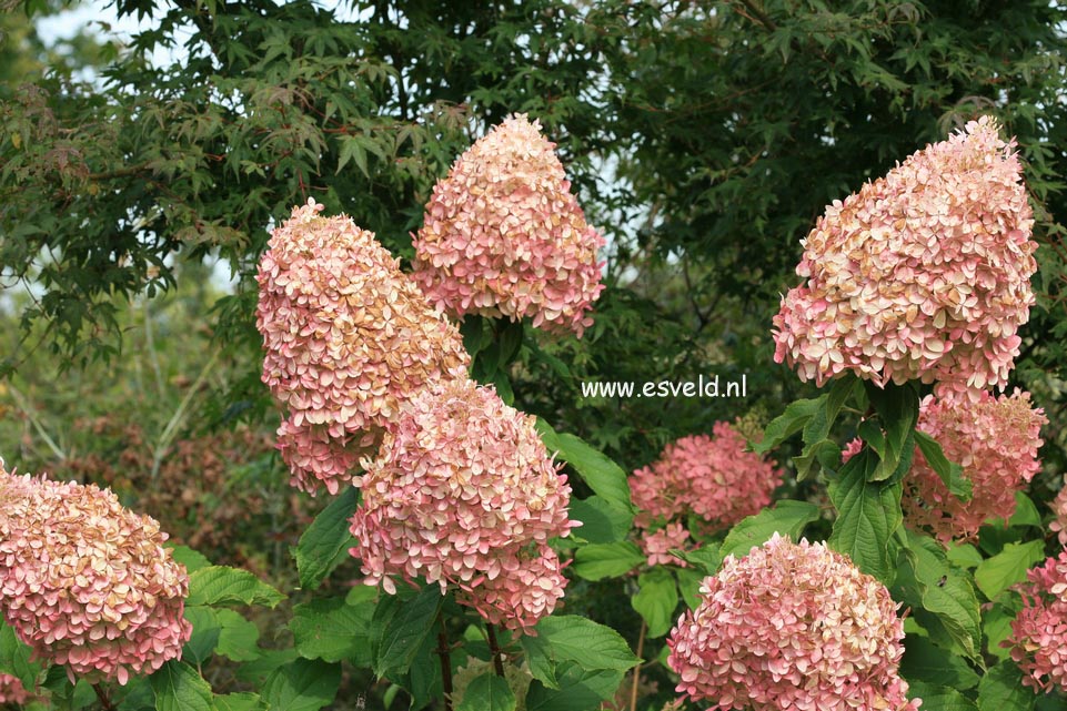 Hydrangea paniculata 'Megapearl'