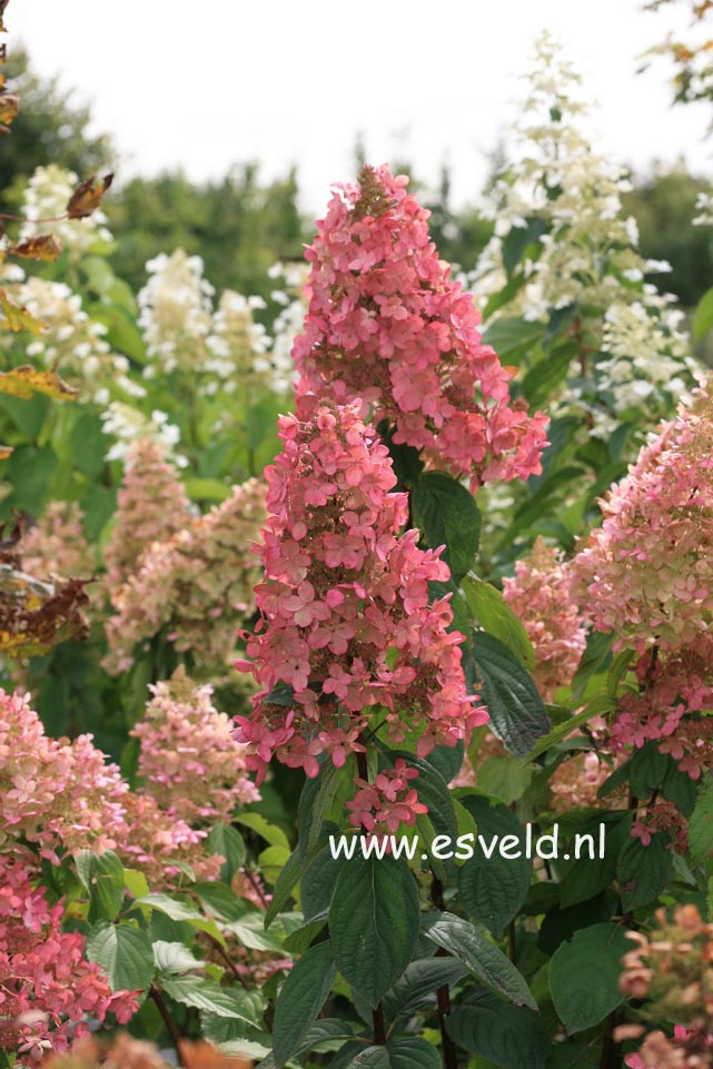 Hydrangea paniculata 'Dolly'