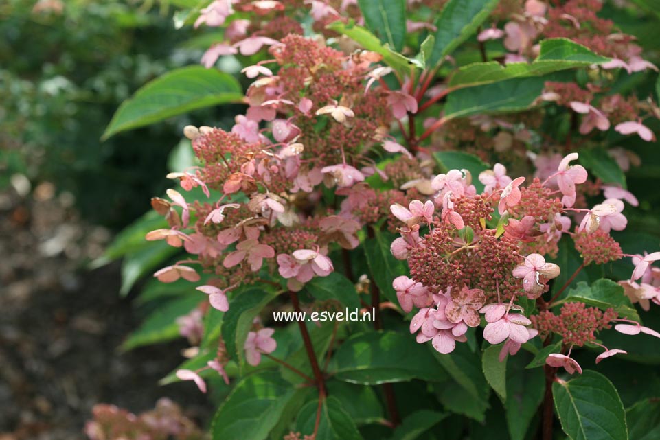 Hydrangea paniculata 'Dharuma'