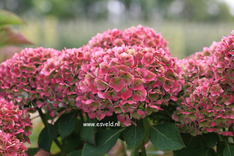 Hydrangea macrophylla 'Homigo' (HOVARIA)