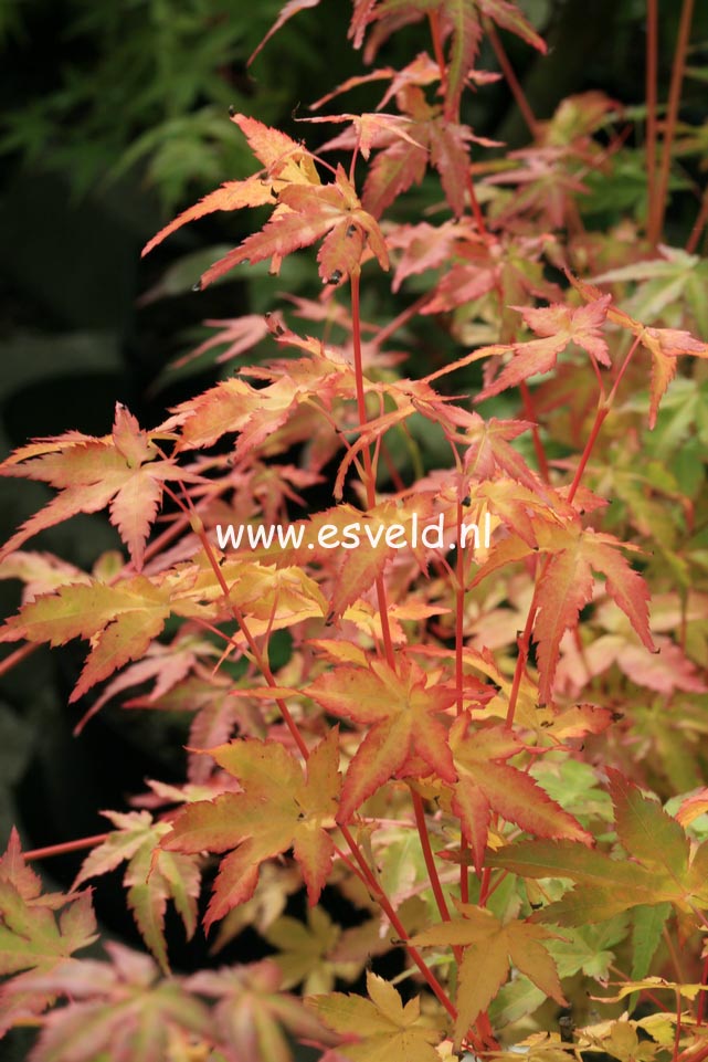 Acer palmatum 'Bi-hoo'