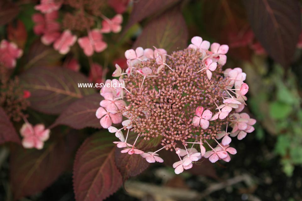 Hydrangea serrata 'Aka tsanayama'