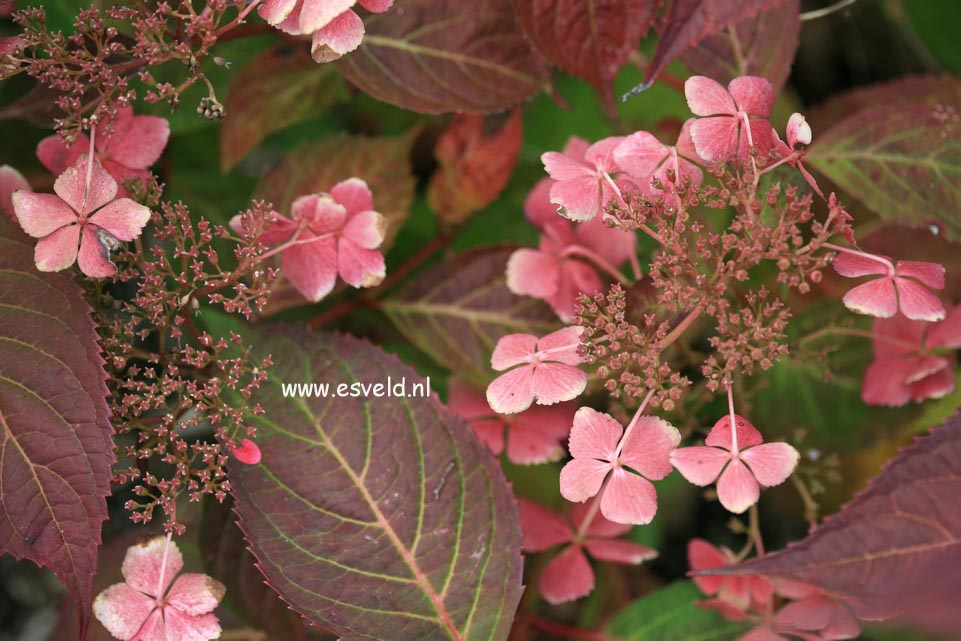 Hydrangea serrata 'Aka tsanayama'