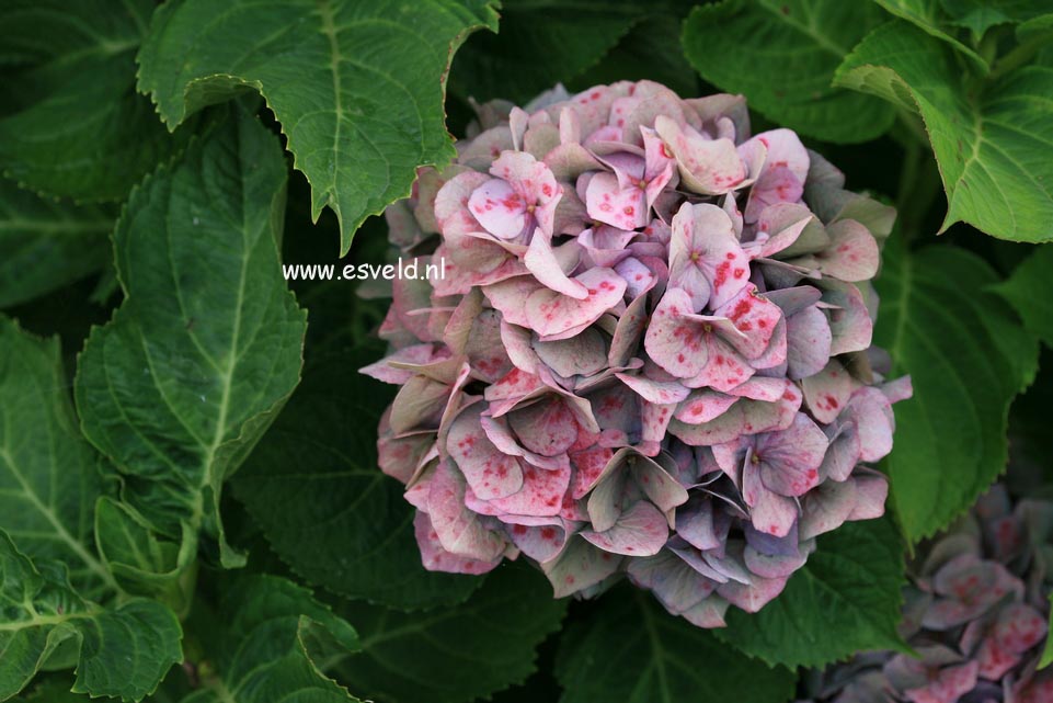 Hydrangea macrophylla 'Bela'