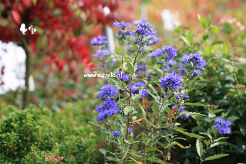 Caryopteris clandonensis 'First Choice'