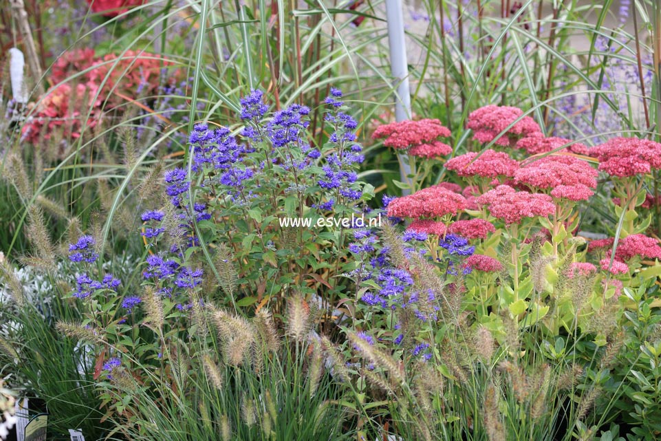 Caryopteris clandonensis 'Inoveris' (GRAND BLEU)