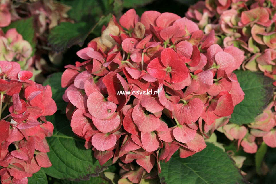 Hydrangea macrophylla 'Horo' (MAGICAL ROBIN)