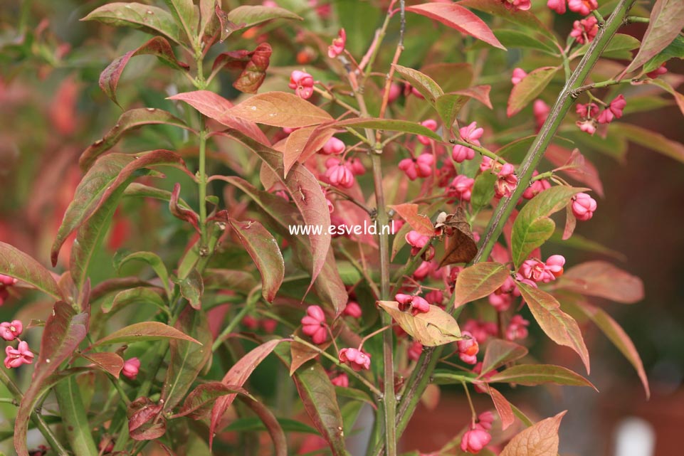 Euonymus europaeus