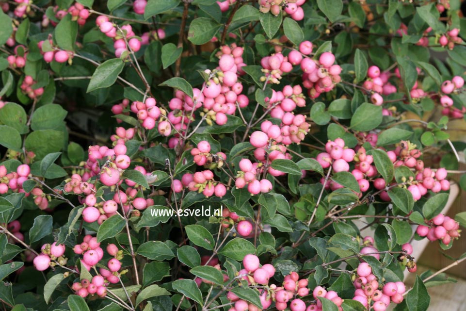 Symphoricarpos 'Magical Sweet' (24307)