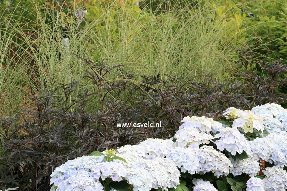 Hydrangea macrophylla 'Homigo' (HOVARIA)