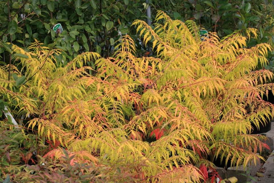 Rhus typhina 'Bailtiger' (TIGER EYES)