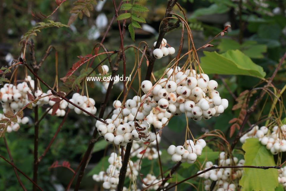 Sorbus frutescens