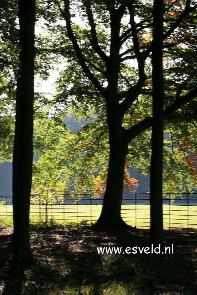 Fagus sylvatica