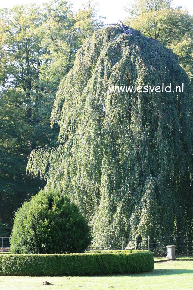 Fagus sylvatica 'Pendula'