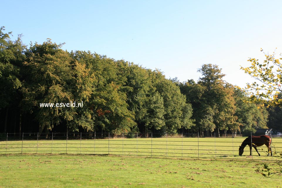 Fagus sylvatica