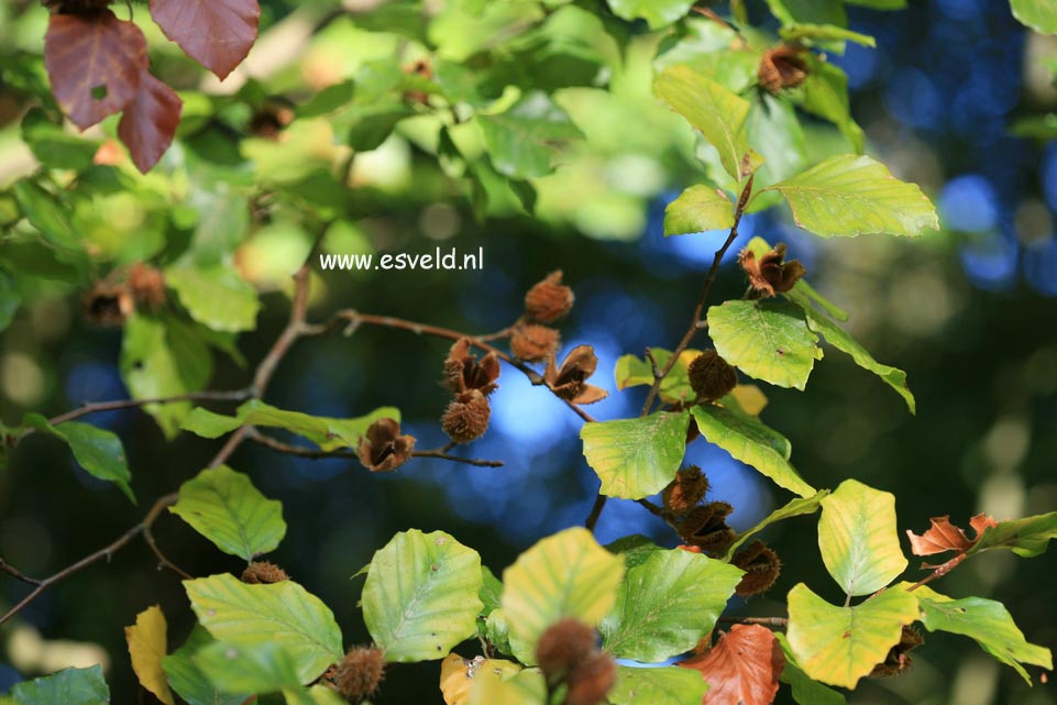 Fagus sylvatica