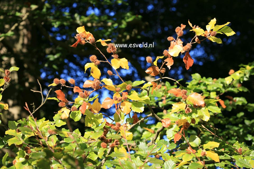 Fagus sylvatica