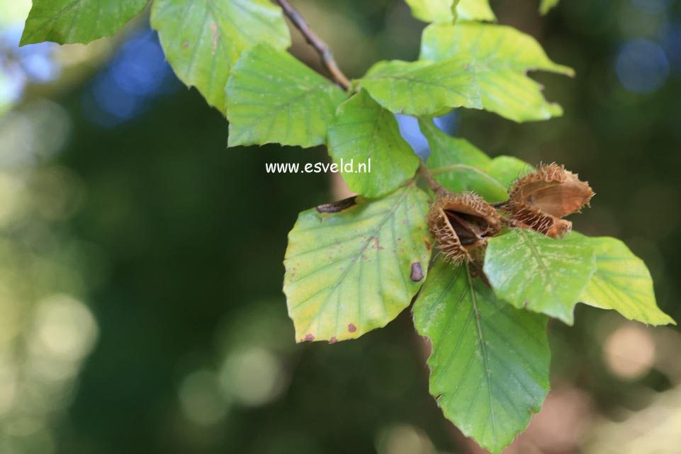 Fagus sylvatica