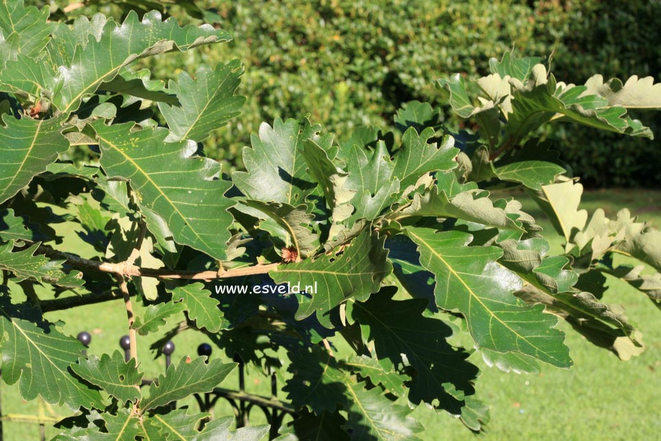 Quercus dentata